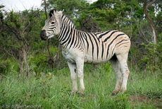 Zebra (24 von 28).jpg